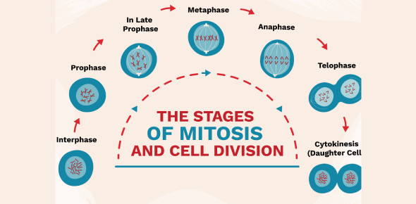 The Stages Of Mitosis And Cell Division! Trivia Quiz - ProProfs Quiz